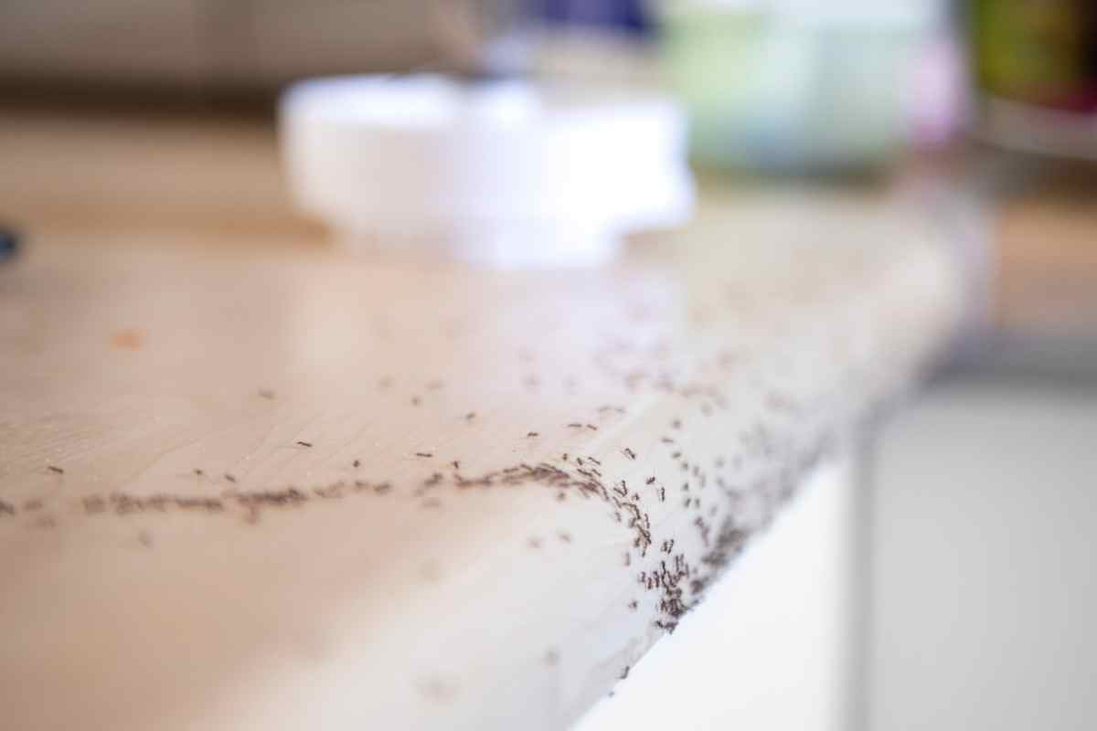 La tua cucina è invasa? Usa questa combinazione micidiale