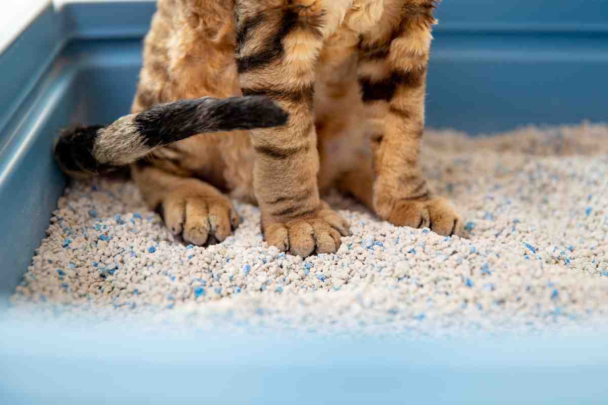 Addio alla lettiera puzzolente: il rimedio fai da te per una casa profumata tutti i dettagli