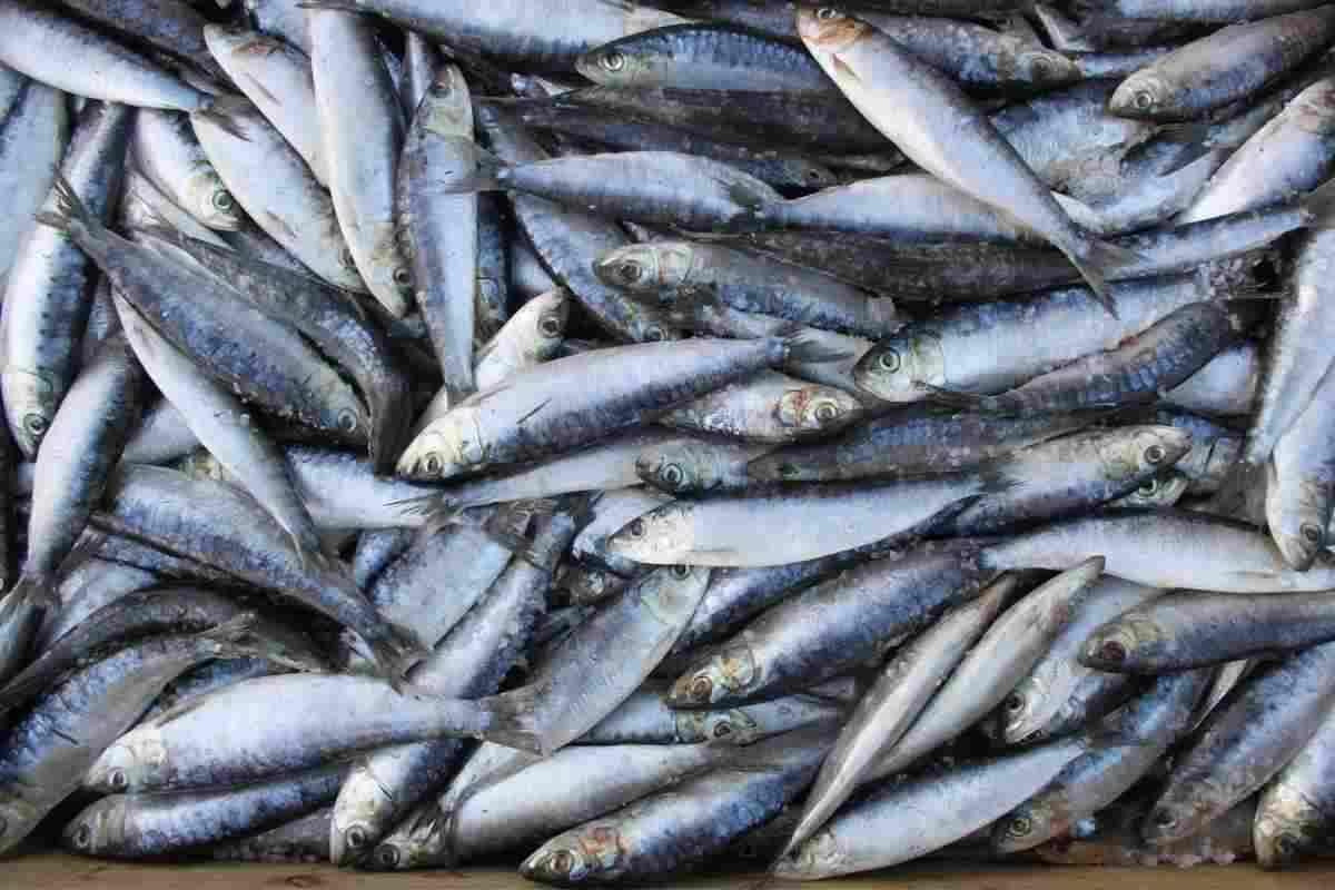Sardine richiamate per istamina, ecco i dettagli