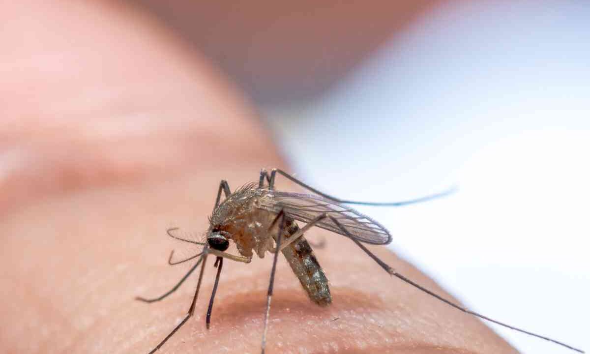 Altro che West Nile, queste zanzare trasmettono un virus ancora più pericoloso, tutti i dettagli