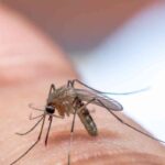 Altro che West Nile, queste zanzare trasmettono un virus ancora più pericoloso, tutti i dettagli