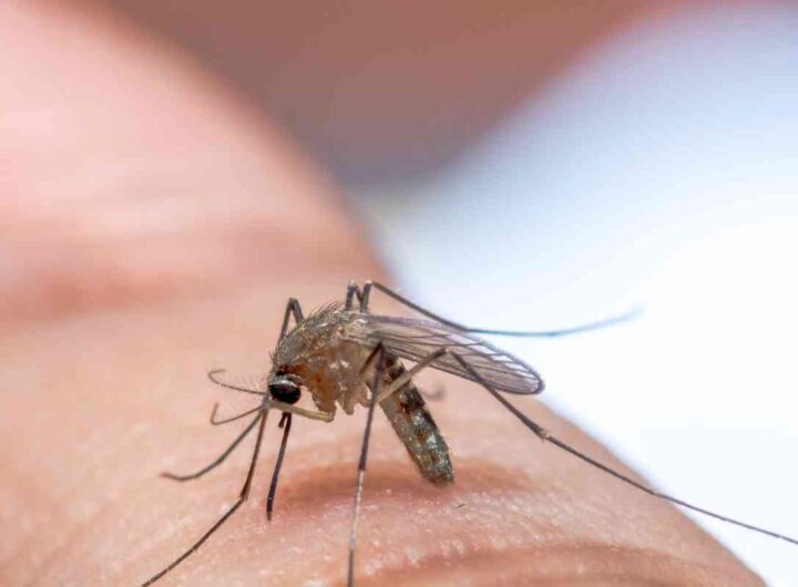 Altro che West Nile, queste zanzare trasmettono un virus ancora più pericoloso, tutti i dettagli