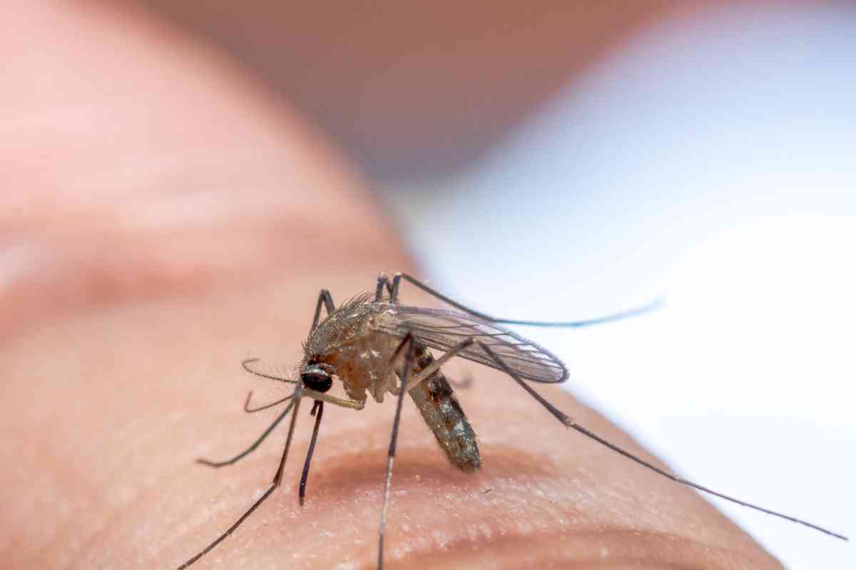 Altro che West Nile, queste zanzare trasmettono un virus ancora più pericoloso, tutti i dettagli