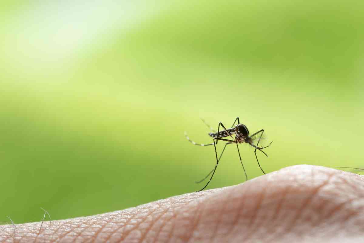 Altro che West Nile, queste zanzare trasmettono un virus ancora più pericoloso
