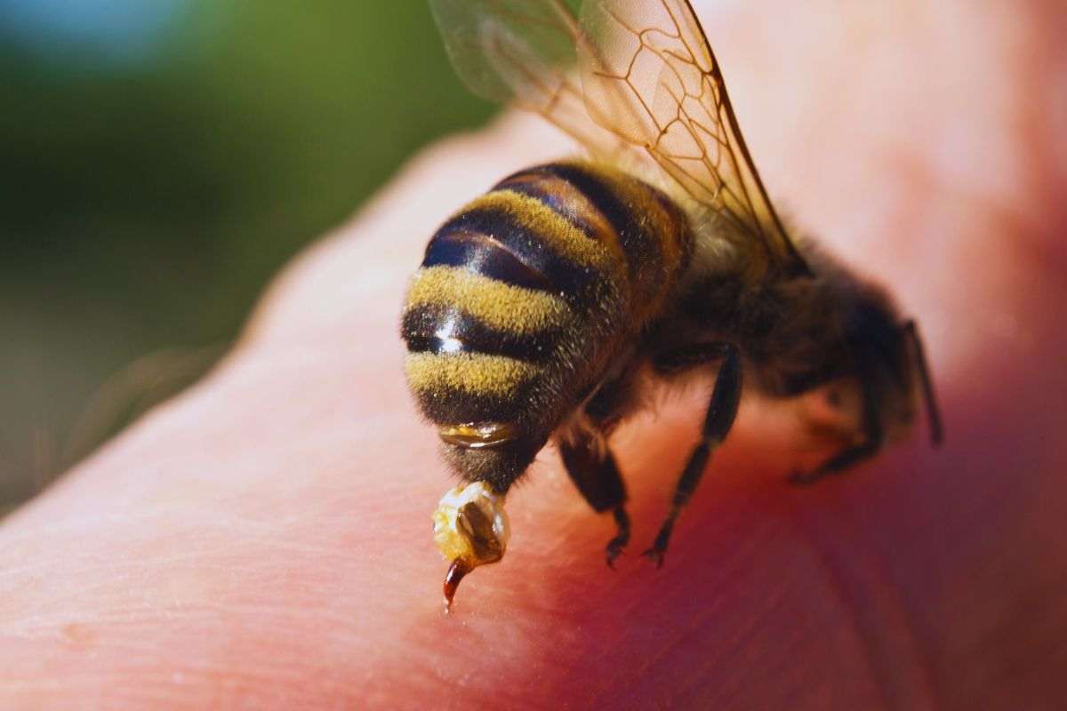 consigli per tenere lontane vespe ed api