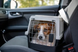 Nuovo Codice della Strada, animali in auto: le sanzioni che ti aspettano