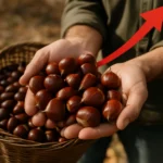 Castagne a 3,50 euro al chilo, prezzi in rialzo del 64,7% rispetto al 2025: perché